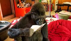 Koko si prohlíí pání k narozeninám.
