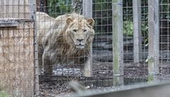 Zoopark ve Zvoli přišel o povolení pro chov pum. Výběhy jsou postavené bez stavebního povolení