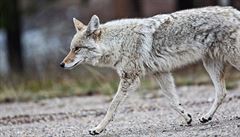 Kojoti dobyli Severní Ameriku a teď míří na jih