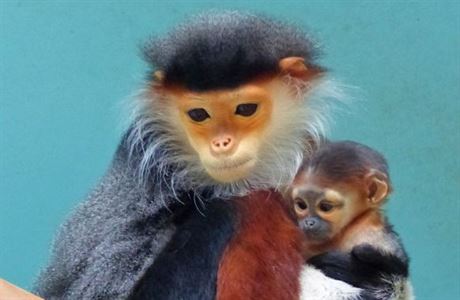 V české zoo narodila vzácná opice. Mimo Asii se chová jen na dvou dalších  místech | Domácí mazlíčci | Lidovky.cz