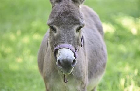 Zlnsk zoo m jako jedin v esku zakrslho oslka