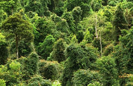 Amazonský prales ohrouje sucho