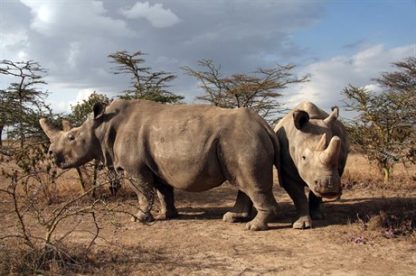 Exempláře kriticky ohroženého nosorožce severního bílého.
