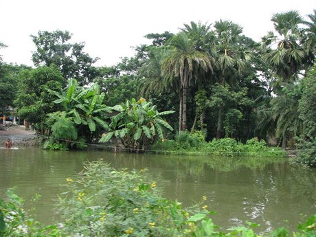 Prales Sundarbans
