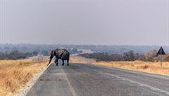 Slon na cest