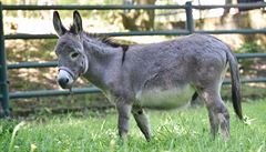 Zakrslého oslíka mohou vidt návtvníci zlínské zoologické zahrady. Dvouletého...