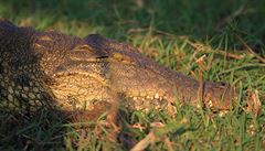 Nomádi - Krokodýl v Chobe.