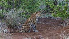 Nomádi - Levhart v Krugerov národním parku.
