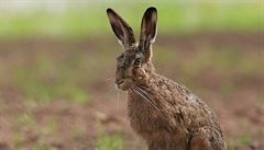 U Litvnova se objevila tularmie u uhynulho zajce, infekn nemoc je penosn i na lovka