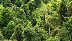 Amazonský prales globálním oteplováním netrpí, ukázala studie