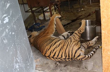 Zasahujc nalezli i tlo erstv zabitho tygra.