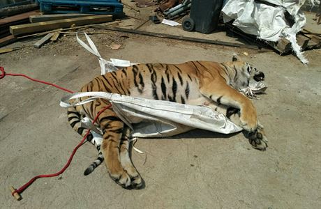 Tygr nalezený pi razii.