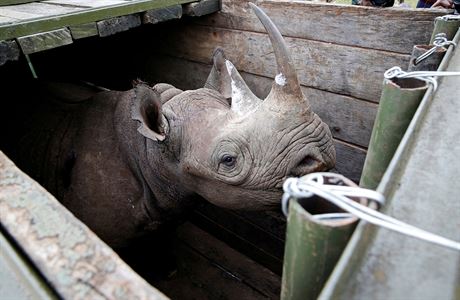 Samice nosoroce dvourohého ped pevozem do národního parku v Nairobi.