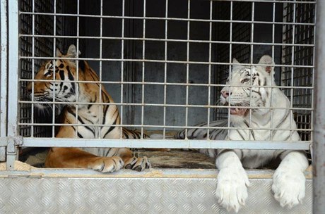Pachatelé pro svoji innost nechtli bílé tygry.