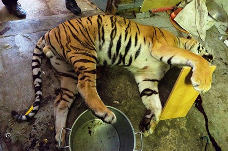 Tygr zabitý pravděpodobně v neděli, tedy den před zátahem.