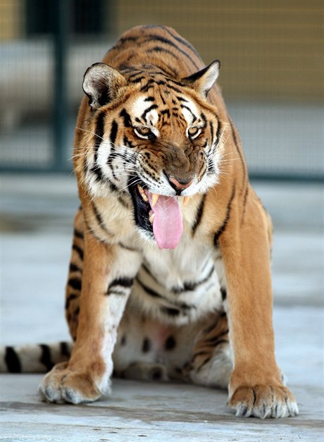 Tygr (ilustrační foto)