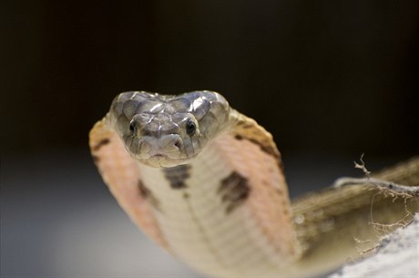 Kobra (ilustrační foto)