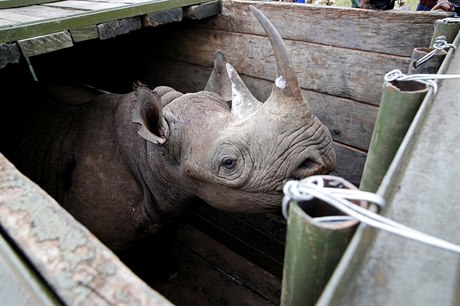 Samice nosoroce dvourohého ped pevozem do národního parku v Nairobi.