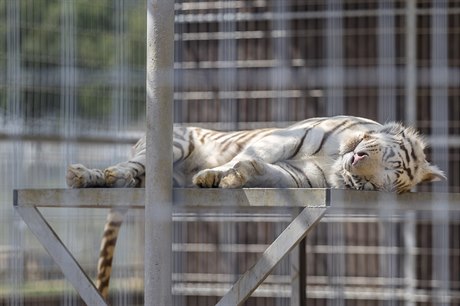 V současnosti čelí majitel Berousek podezření ze zabíjení tygrů v jeho chovu v...