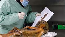 Vědci analyzují mumii Ötziho.