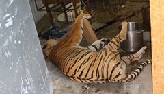 Zasahující nalezli i tlo erstv zabitého tygra.