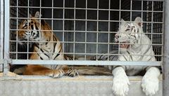 Pachatelé pro svoji innost nechtli bílé tygry.