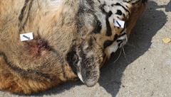 Vyetovatelé uvedli, e pachatelé jednoho z tygr zastelili tuto nedli.