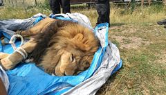 VIDEO: V soukromm bioparku na Hradecku utekli dva tygi a lev, zvrolkai je u uspali