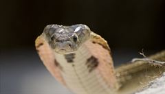 Chovatele uštkla kobra, lékaři bojují o jeho život