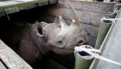 Naprost katastrofa. V Keni sthovali 14 kriticky ohroench nosoroc dvourohch, sedm jich uhynulo