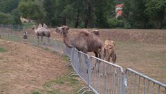 Výbh pro velbloudy v zooparku Karltejn.