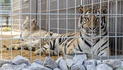Několik tygrů má Berousek i ve svém karlštejnském zooparku.