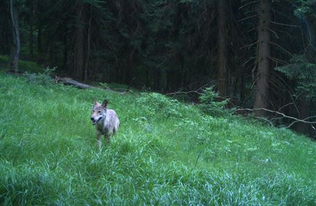 Fotopast v Krkonoích zachytila vlka.
