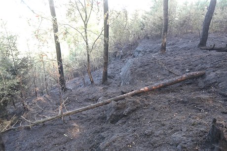 Lesní poár (ilustraní foto)