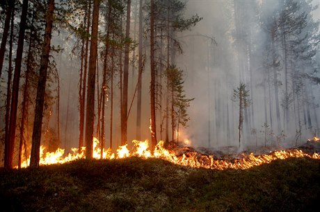 Lesní poár (ilustraní snímek)
