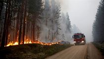 Lesn por nedaleko vesnice Karbole na jihu vdska.