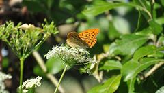V Británii začalo pravidelné Velké počítání motýlů