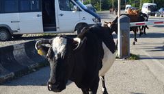 Krávy pechází hranici mezi Gruzií a Abcházií.
