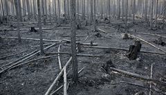 Podle dívjího sdlení védského lesnického úadu u ohe pohltil lesy v...