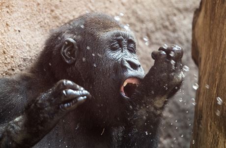 Krom studené sprchy dostávají primáti v praské zoo také ovocnou zmrzlinu.