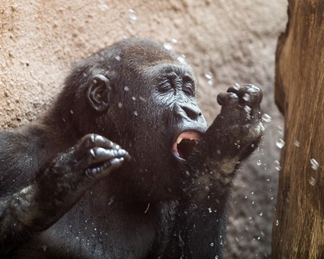 Kromě studené sprchy dostávají primáti v pražské zoo také ovocnou zmrzlinu.
