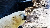 Chovatelé z pražské zoo reagují na aktuální nadprůměrně teplé počasí. Zvířata...