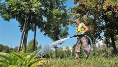 V Karlových Varech zalévají suchem strádající stromy a kee.