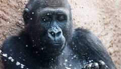 Krom studené sprchy dostávají primáti v praské zoo také ovocnou zmrzlinu.