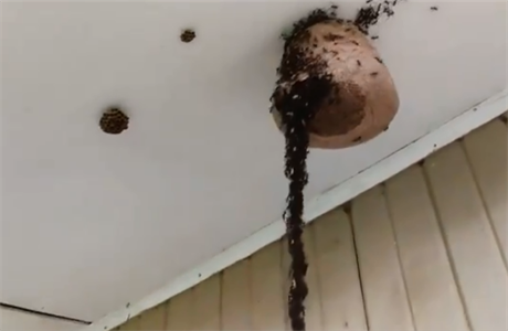 Tisíce mravenc napadly za pomoci mostu z vlastních tl v Brazílii vosí hnízdo.