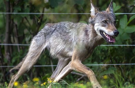 Vlice, kterou chovatel ovcí nael v ohrad v Krkonoích