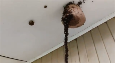 Tisíce mravenců napadly za pomoci mostu z vlastních těl v Brazílii vosí hnízdo.
