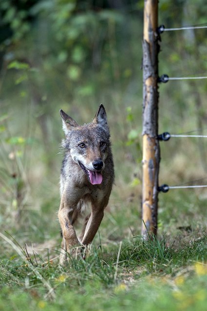 Vlice, kterou chovatel ovcí nael v ohrad v Krkonoích