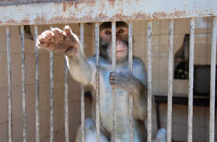 Výzkumný ústav opic v Suchumi.
