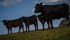 V Polsku se prodává maso z nemocných krav. Česko zjišťuje podrobnosti
